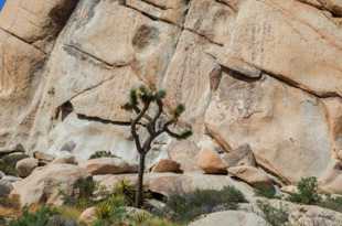 Joshua Tree-1181